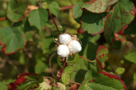 A New Step Towards Sustainability from Better Cotton Initiative ‘Regenerative Agriculture’ Standards Updated