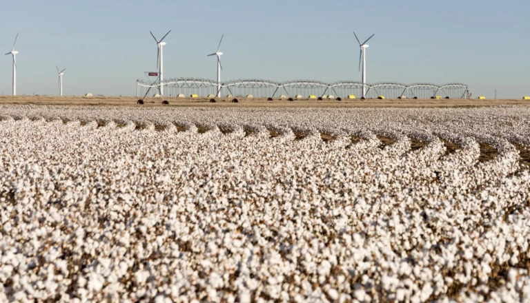 Better Cotton Extends Strategic Partnership with Cotton Australia