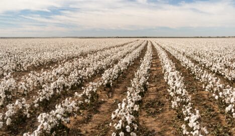 Better Cotton Initiative's Transition to Certification