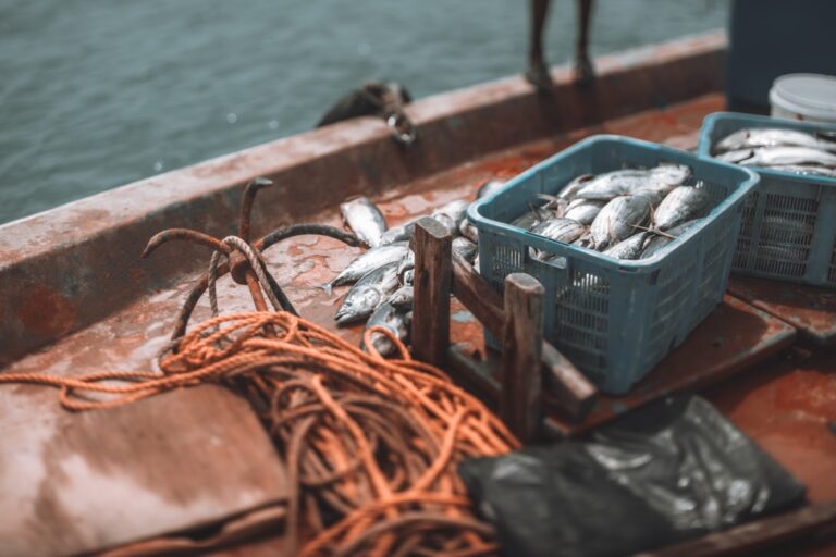 FAO Publishes 2025 Global Fisheries Report