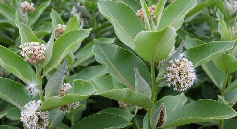 India Pioneers Eco-Friendly Winterwear with Milkweed Fibre Innovation