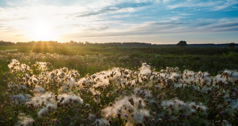 OCA's Global Growth and Sustainability Goals