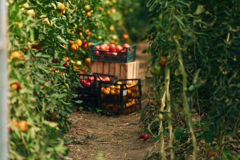 US Food and Drug Administration Recognizes Alignment of GLOBALG.A.P. Standard with the Food Safety Modernization Act Produce Safety Rule